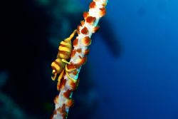 Shrimp-on-a-whip, taken at Apo Island in the Philippines ... by Carlos Munda 